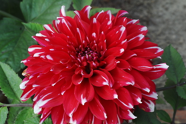 포토 JPG 해외이미지 식물 계절 꽃잎 꽃 백그라운드 꽃무늬 자연 사람없음 장식 빨간색 컬러풀 뷰티 정원 봄 벚꽃 흰색 개화 그늘 달리아 원예 고립 해외포토 컬러 무늬 취미 생태계 파일형식 이미지허브