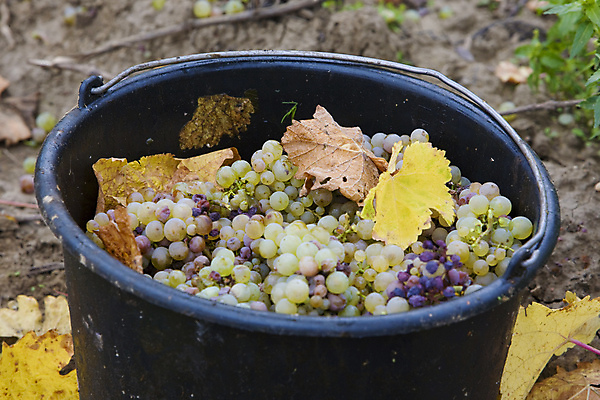 포토 JPG 해외이미지 외관 농업 과일 포도 사람없음 야외 농작물 농장 와인 수확 성장 시골 다발 포도밭 포도나무 체코 기르기 밭일 정물화 많음 모라비아 해외포토 유럽 산업 컨셉 밭 주류 과일나무 그림 돌봄 파일형식 이미지허브