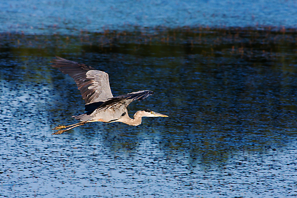포토 JPG 해외이미지 동물 응시 야생동물 포즈 날개 자연 조류 어업 사람없음 파란색 컬러풀 검은색 미국 회색 흰색 큼 왜가리 깃털 꼬리 부리 사냥꾼 목 북쪽 계산서 동물상 해외포토 직업 시선 산업 컬러 북아메리카 신체부위 조형물 크기 방향 생태계 파일형식 이미지허브