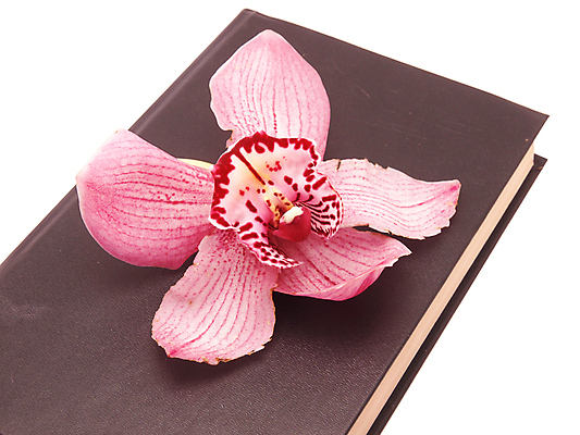 포토 JPG 해외이미지 식물 교육 꽃 줄기 분홍색 꽃다발 꽃무늬 아이디어 사람없음 책 갈색 쌓기 환경 보라색 덮개 벚꽃 나뭇가지 난초 우아함 허브 흰배경 향기 문학 고립 지능 카피스페이스 해외포토 나무 컬러 백그라운드 컨셉 무늬 모션 공백 뚜껑 흰색 냄새 파일형식 이미지허브