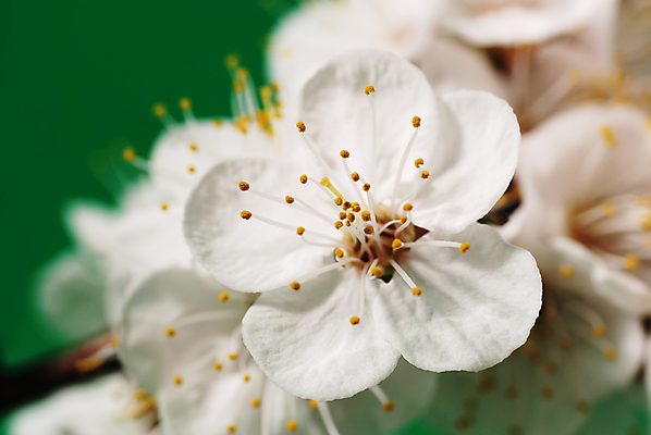 포토 JPG 해외이미지 식물 디자인 꽃잎 꽃 줄기 꽃다발 백그라운드 잎 꽃무늬 자연 사람없음 장식 초록색 뷰티 머리 정원 봄 성장 벚꽃 흰색 나뭇가지 침대 신선 화려 개화 우아함 보호 꽃집 오브젝트 원예 꽃가루 꿀 고립 살구 해외포토 나무 계절 컬러 가구 컨셉 무늬 과일 취미 신체부위 상점 가루 생태계 파일형식 이미지허브