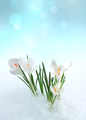 포토 JPG 해외이미지 식물 꽃잎 꽃 줄기 꽃다발 백그라운드 잎 꽃무늬 자연 프레임 사람없음 햇빛 뷰티 스파 봄 벚꽃 흰색 나뭇가지 인사 신용카드 아로마테라피 헌병 카피스페이스 해외포토 나무 계절 컬러 무늬 금융 태양 공백 군인 예절 생태계 테라피 파일형식 이미지허브