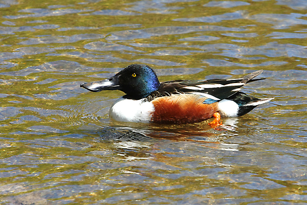 포토 JPG 해외이미지 동물 호수 바다 캐나다 자연 조류 휴가 오리 사람없음 빨간색 초록색 물 장난감 귀여움 검은색 흰색 연못 최고 습지 삽 사냥 태평양 북쪽 물새 대서양 알래스카 변소 서쪽 해외포토 자연요소 컬러 컨셉 북아메리카 미국 방향 생태계 파일형식 이미지허브