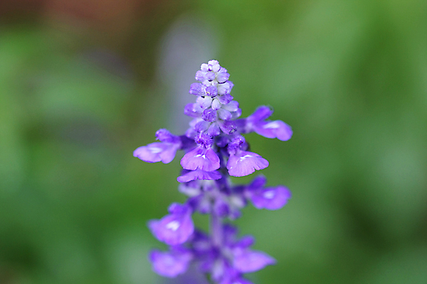 포토 JPG 해외이미지 모양 식물 디자인 꽃잎 꽃 실루엣 백그라운드 잎 꽃무늬 패턴 곡선 일러스트 자연 추상 프레임 미술 사람없음 그래픽 장식 초록색 여름 뷰티 봄 흰색 화려 우아함 묘사 오브젝트 질감 내추럴 빅토리아 국경 해외포토 계절 선 컬러 컨셉 무늬 문화예술 촬영기법 생태계 파일형식 이미지허브