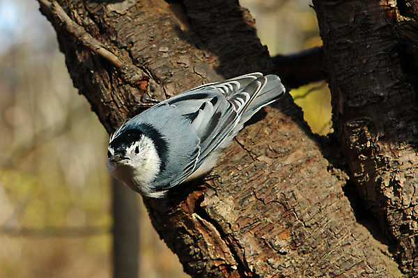 포토 JPG 해외이미지 나무 동물 공원 야생동물 캐나다 날개 자연 조류 씨앗 앉기 사람없음 야외 옆모습 검은색 회색 흰색 나뭇가지 관찰 닫기 잡지 숲 작음 깃털 묘사 부리 나무껍질 동물상 앨버타 해외포토 식물 공공시설 뷰포인트 컬러 북아메리카 모션 간행물 조형물 껍질 크기 생태계 파일형식 이미지허브