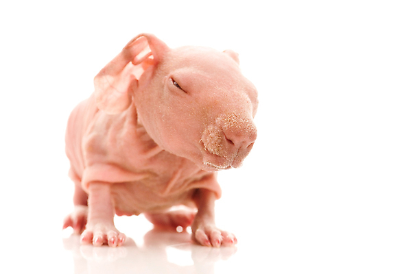 포토 JPG 해외이미지 동물 야생동물 분홍색 포유류 수염 털 사람없음 빨간색 반려동물 갈색 머리 검은색 식사 흰색 돼지 설치류 작음 무서움 수줍음 모피 불안 오브젝트 코 귀 고립 해외포토 감정 컬러 신체부위 크기 파일형식 이미지허브