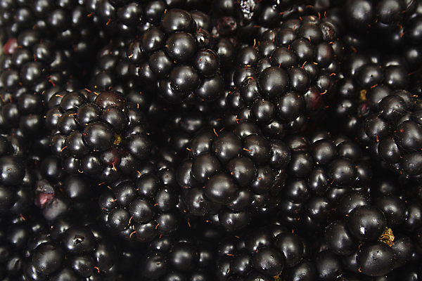 포토 JPG 해외이미지 계절 열매 음식 백그라운드 다이어트 과일 재료 자연 추상 디저트 건강 사람없음 가로 검은색 봄 신선 그룹 달콤 숲 먹기 오브젝트 상쾌 질감 날것 산딸기 블랙베리 흙더미 숙성 채식주의자 해외포토 식물 감정 컬러 무늬 모션 흙 맛 생태계 채식 파일형식 더미 이미지허브