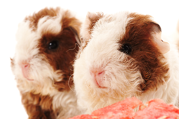 포토 JPG 해외이미지 두마리 사람없음 아웃포커스 기니피그 해외포토 2 포유류 촬영기법 파일형식 이미지허브