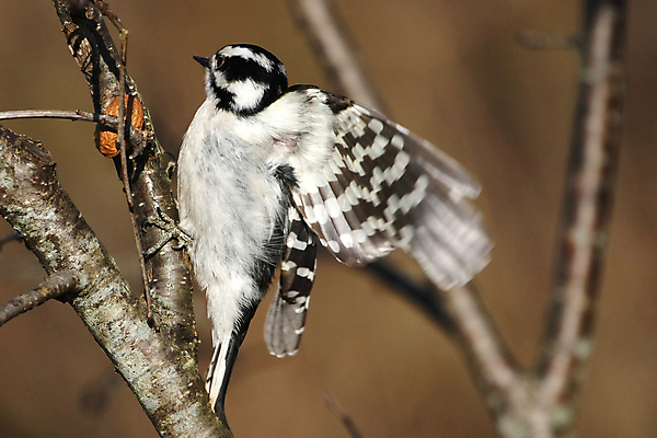 포토 JPG 해외이미지 나무 동물 여자 남자 야생동물 날개 자연 조류 앉기 사람없음 야외 파란색 검은색 흰색 관찰 점 숲 깃털 부리 계산서 동물상 수유 해외포토 식물 컬러 모션 사람 조형물 생태계 파일형식 이미지허브