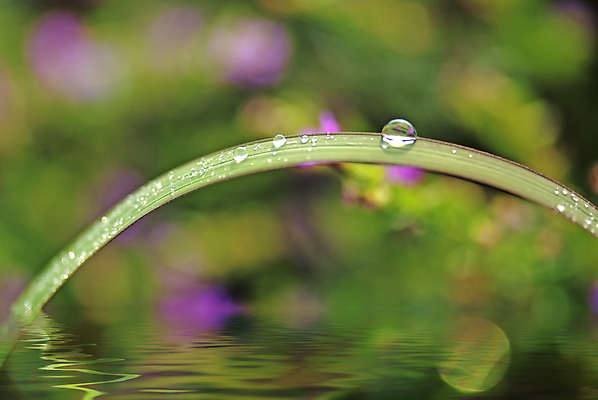 포토 JPG 해외이미지 식물 백그라운드 잎 사람없음 초록색 물 천 질감 내추럴 해외포토 자연요소 컬러 직물 파일형식 이미지허브