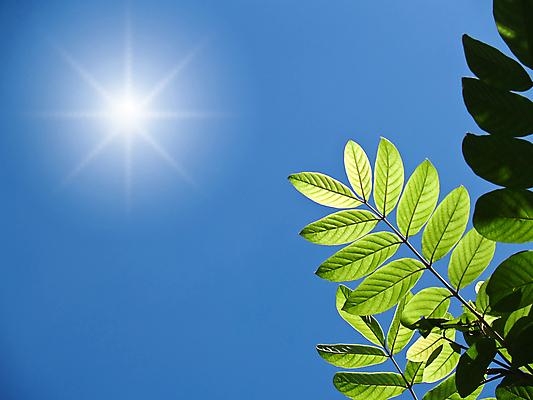 포토 JPG 해외이미지 식물 선 줄기 백그라운드 잎 패턴 농업 벽지 하늘 표면 추상 미술 사람없음 초록색 파란색 빛 햇빛 태양 뷰티 줄무늬 신선 닫기 묘사 질감 서식 시트 내추럴 광합성 해외포토 자연요소 산업 컬러 무늬 모션 문화예술 파일형식 이미지허브