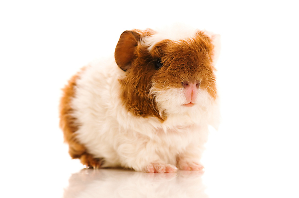 포토 JPG 해외이미지 한마리 사람없음 기니피그 해외포토 1 포유류 파일형식 이미지허브