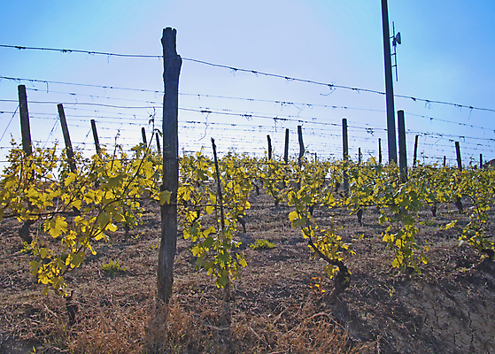 포토 JPG 해외이미지 나무 계절 산업 음료 음식 여행 밭 농업 과일 자연 하늘 포도 아침 휴가 새로움 건강 사람없음 야외 초록색 파란색 뷰티 농장 와인 계곡 맑음 봄 수확 성장 흰색 시골 신선 땅 언덕 유기농 포도밭 포도나무 해외포토 주간 식물 웰빙 컬러 컨셉 날씨 주류 과일나무 생태계 파일형식 이미지허브
