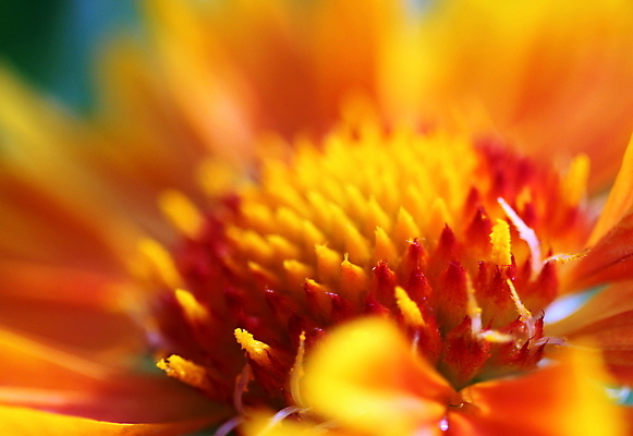 포토 JPG 해외이미지 식물 공원 꽃잎 꽃 백그라운드 잎 꽃무늬 오렌지 자연 따뜻함 초원 사람없음 야외 빨간색 초록색 여름 태양 뷰티 노란색 머리 정원 맑음 검은색 봄 들꽃 성장 벚꽃 나뭇가지 꽃술 신선 숲 큼 만족 시골집 원예 꽃가루 생태학 해외포토 자연요소 나무 계절 공공시설 교육 감정 컬러 무늬 과일 날씨 주택 취미 신체부위 크기 가루 생태계 파일형식 이미지허브