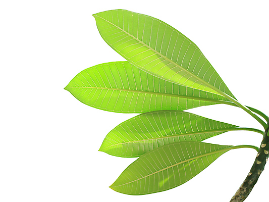 포토 JPG 해외이미지 나무 식물 꽃잎 꽃 길 백그라운드 잎 자연 아침 사람없음 초록색 태양 뷰티 벚꽃 흰색 숲 자르기 천 심볼 순수 묘사 오브젝트 목련 내추럴 고립 해외포토 주간 자연요소 컬러 컨셉 모션 직물 생태계 파일형식 이미지허브