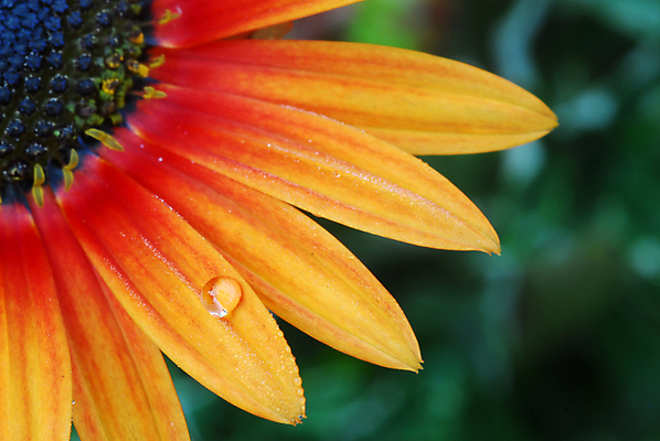 포토 JPG 해외이미지 식물 계절 꽃잎 꽃 백그라운드 꽃무늬 오렌지 자연 사람없음 장식 뷰티 노란색 정원 봄 벚꽃 개화 그늘 데이지 고립 해외포토 컬러 무늬 과일 생태계 파일형식 이미지허브