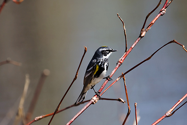 포토 JPG 해외이미지 동물 한마리 야생동물 날개 자연 조류 앉기 사람없음 야외 노란색 나뭇가지 깃털 부리 동물상 해외포토 나무 1 컬러 모션 조형물 생태계 파일형식 이미지허브