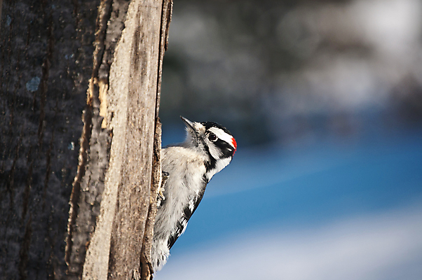포토 JPG 해외이미지 나무 동물 한마리 야생동물 겨울 자연 조류 사람없음 야외 가로 컬러풀 사진촬영 수유 해외포토 식물 1 계절 컬러 촬영 생태계 파일형식 이미지허브