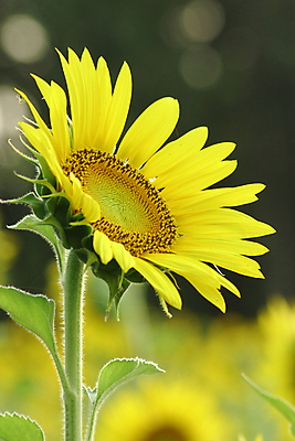 포토 JPG 해외이미지 식물 꽃잎 꽃 백그라운드 잎 꽃무늬 패턴 농업 오렌지 자연 해바라기 부활절 따뜻함 씨앗 초원 사람없음 초록색 여름 태양 뷰티 노란색 환경 정원 맑음 봄 활발 꽃집 원예 해외포토 자연요소 계절 기념일 산업 컬러 컨셉 무늬 과일 날씨 취미 상점 생태계 파일형식 이미지허브