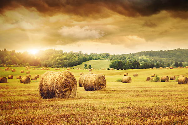 포토 JPG 해외이미지 식물 계절 밭 농업 자연 하늘 사람없음 초록색 농작물 울타리 태양 농장 농경지 쌓기 환경 일몰 수확 시골 원형 황금 건초더미 볏짚 농부 결합 낟알 땅 두루마리 자르기 시리얼 밀 뭉치 밀짚 밭일 호밀 해외포토 자연요소 도형 직업 산업 음식 컬러 모션 곡류 담장 노을 건초 짚 생태계 파일형식 더미 이미지허브