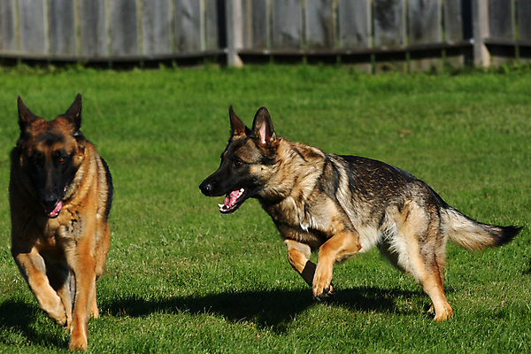 포토 JPG 해외이미지 동물 척추동물 1 응시 얼굴 백그라운드 포유류 휴식 경비 앉기 성인 사람없음 반려동물 갈색 머리카락 검은색 코트 흰색 수비 양치기 경찰 개 선탠 큼 슛 경호원 노려봄 송곳니 고립 기르기 동반자 복종 유래 충실 해외포토 직업 시선 컬러 컨셉 모션 표정 안전 사람 신체부위 머리 외투 치아 보호 크기 돌봄 파일형식 이미지허브