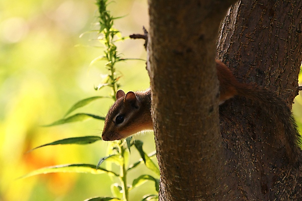 포토 JPG 해외이미지 나무 동물 공원 야생동물 음식 포즈 포유류 발 자연 털 앉기 사람없음 야외 초록색 갈색 검은색 줄무늬 견과류 흰색 황무지 닫기 설치류 작음 모피 먹기 호기심 꼬리 다람쥐 동쪽 내추럴 동물상 땅바닥 수유 해외포토 식물 공공시설 감정 컬러 컨셉 무늬 모션 바닥 신체부위 조형물 크기 방향 생태계 파일형식 이미지허브