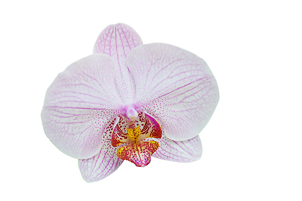 포토 JPG 해외이미지 식물 꽃 분홍색 자연 사람없음 뷰티 난초 우아함 묘사 호접란 이국적 해외포토 컬러 컨셉 생태계 파일형식 이미지허브