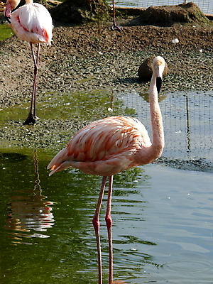 포토 JPG 해외이미지 동물 야생동물 분홍색 백그라운드 아프리카 자연 조류 동물원 사람없음 빨간색 뷰티 산책 활발 플라밍고 깃털 부리 목 진홍색 내추럴 동물상 모스크바 이국적 해외포토 나라 컬러 컨셉 휴식 신체부위 조형물 생태계 러시아 파일형식 이미지허브