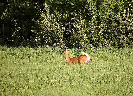 포토 JPG 해외이미지 주간 야생동물 캐나다 사슴 사람없음 야외 숲 해외포토 자연요소 동물 북아메리카 포유류 파일형식 이미지허브