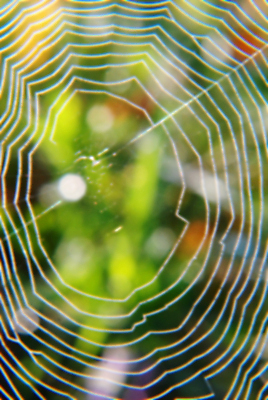 포토 JPG 해외이미지 백그라운드 컨셉 자연 추상 사람없음 황무지 파편 묘사 오브젝트 그림 거미 내추럴 블러 생태학 해외포토 교육 곤충 무늬 생태계 파일형식 이미지허브