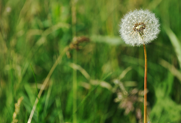 포토 JPG 해외이미지 주간 한송이 자연 사람없음 야외 아웃포커스 민들레 민들레홀씨 해외포토 자연요소 1 꽃 촬영기법 생태계 송이 파일형식 이미지허브