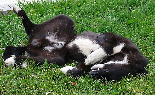 포토 JPG 해외이미지 동물 밭 포유류 자연 털 잔디 사람없음 초록색 반려동물 갈색 검은색 개 해외포토 식물 컬러 농업 생태계 파일형식 이미지허브
