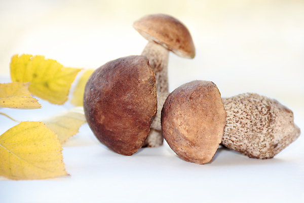 포토 JPG 해외이미지 계절 음식 잎 채소 재료 자연 휴식 3 취미 사람없음 야외 갈색 노란색 식사 버섯 흰색 나뭇가지 신선 그룹 닫기 유기농 날것 내추럴 곰팡이 그물버섯 숙성 식용 채식주의자 해외포토 나무 식물 웰빙 컬러 컨셉 모션 생태계 채식 파일형식 이미지허브