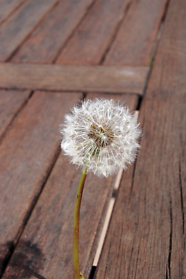 포토 JPG 해외이미지 주간 한송이 자연 사람없음 야외 민들레 나무바닥 민들레홀씨 데크 해외포토 자연요소 1 꽃 바닥 생태계 송이 파일형식 이미지허브