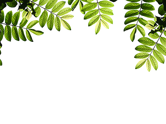 포토 JPG 해외이미지 식물 선 줄기 백그라운드 잎 패턴 농업 벽지 하늘 표면 추상 미술 사람없음 초록색 뷰티 봄 줄무늬 흰색 신선 닫기 묘사 질감 서식 시트 제비 내추럴 광합성 많음 해외포토 계절 산업 컬러 컨셉 무늬 모션 조류 문화예술 파일형식 이미지허브