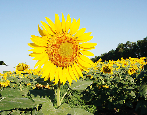 포토 JPG 해외이미지 주간 꽃밭 해바라기 풍경 초원 사람없음 야외 여름 해외포토 자연요소 계절 꽃 파일형식 이미지허브