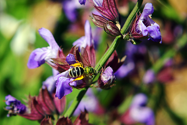 포토 JPG 해외이미지 식물 꽃 음식 백그라운드 잎 재료 자연 건강 요리 사람없음 치료 초록색 약 보라색 이탈리아 흰색 신선 양념 약초 다발 허브 순수 향신료 유기농 매움 향기 아로마 향 아로마테라피 내추럴 세이지 치료제 해외포토 웰빙 유럽 컬러 컨셉 의학 풀_식물 맛 생태계 냄새 테라피 향미료 파일형식 이미지허브