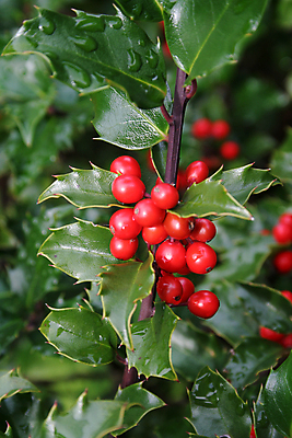 포토 JPG 해외이미지 식물 전통 계절 여자 열매 잎 크리스마스 겨울 과일 자연 사람없음 장식 가로 빨간색 초록색 빛 울타리 정원 축제 화환 젖음 나뭇가지 시골 관목 원예 상록수 내추럴 빅토리아 숙성 해외포토 나무 기념일 꽃 컬러 사람 취미 담장 생태계 파일형식 이미지허브