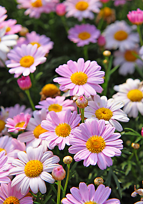 포토 JPG 해외이미지 주간 꽃 분홍색 사람없음 야외 아웃포커스 데이지 해외포토 자연요소 식물 컬러 촬영기법 파일형식 이미지허브