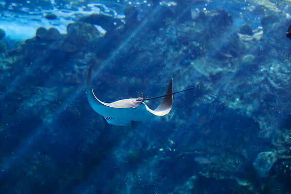 포토 JPG 해외이미지 사람없음 수중 수족관 해외포토 파일형식 이미지허브