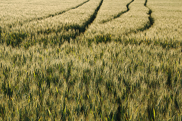 포토 JPG 해외이미지 음식 농업 옥수수 사람없음 초록색 농경지 봄 수확 시골 시리얼 밀 해외포토 계절 산업 컬러 곡류 농장 파일형식 이미지허브