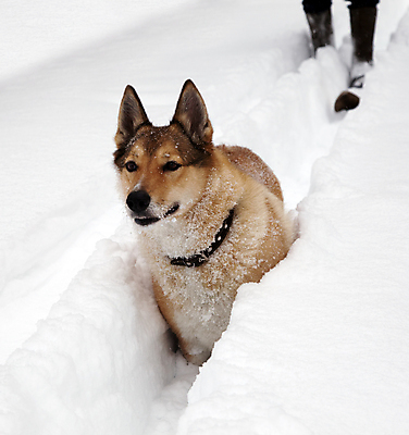 포토 JPG 해외이미지 동물 1 행복 포즈 겨울 모션 자연 놀이 건강 사람없음 야외 반려동물 달리기 운동 맑음 점프 추위 게임 흰색 개 속도 사냥 열정 선로 해외포토 계절 감정 컬러 포유류 날씨 생태계 파일형식 이미지허브