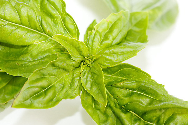 포토 JPG 해외이미지 식물 음식 잎 재료 자연 건강 사람없음 초록색 흰색 신선 맛 다발 허브 향신료 유기농 날것 향 바질 내추럴 고립 해외포토 웰빙 컬러 컨셉 생태계 향미료 파일형식 이미지허브