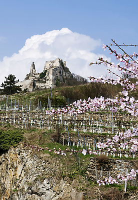 포토 JPG 해외이미지 나무 식물 외관 꽃 유럽 벽 분홍색 여행 농업 건축양식 하늘 사람없음 건물 세로 초록색 파란색 봄 개화 성 중세 오스트리아 언덕 폐허 포도밭 포도나무 옛날 줄서기 해외포토 건축물 계절 건축 나라 산업 컬러 밭 모션 역사 과일나무 파일형식 이미지허브
