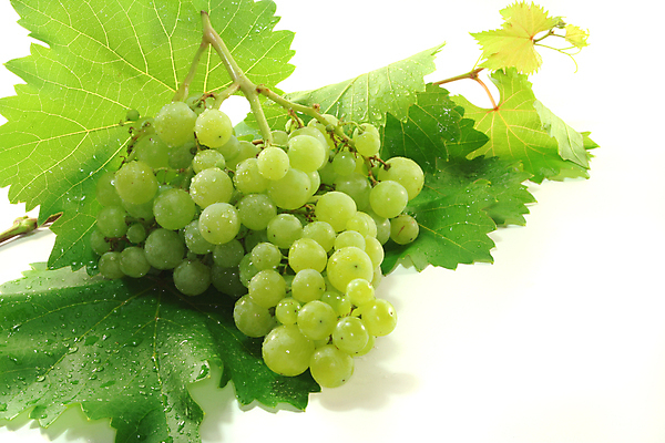 포토 JPG 해외이미지 식물 계절 과일 자연 포도 사람없음 빨간색 초록색 컬러풀 흰색 포도나무 해외포토 컬러 과일나무 생태계 파일형식 이미지허브