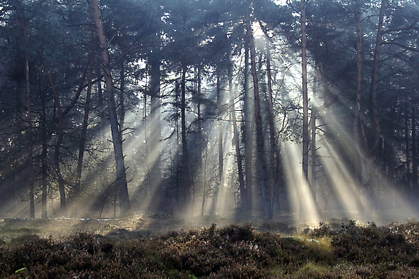 포토 JPG 해외이미지 나무 식물 계절 공원 문화 백그라운드 잎 자연 하늘 아침 새로움 사람없음 야외 목재 초록색 빛 햇빛 태양 뷰티 환경 정원 맑음 일몰 봄 광선 나뭇가지 신선 숲 내추럴 해외포토 주간 자연요소 공공시설 컬러 컨셉 재료 날씨 노을 생태계 파일형식 이미지허브