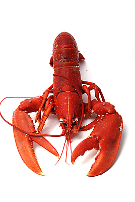 포토 JPG 해외이미지 음식 재료 낚시 조개 갑각류 요리 사람없음 프랑스 신선 바닷가재 해산물 어장 프랑스어 해외포토 동물 문자 유럽 레저 어패류 가재 파일형식 이미지허브