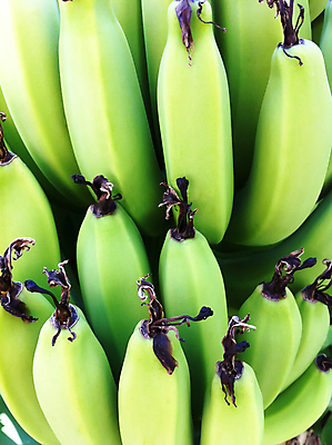 포토 JPG 해외이미지 나무 식물 음식 다이어트 과일 자연 바나나 건강 육류 사람없음 초록색 노란색 껍질 신선 달콤 숲 다발 먹기 피부 유기농 날것 비타민 내추럴 점심식사 숙성 채식주의자 맛있는 해외포토 웰빙 컬러 식재료 모션 신체부위 식사 맛 생태계 채식 영양소 파일형식 이미지허브