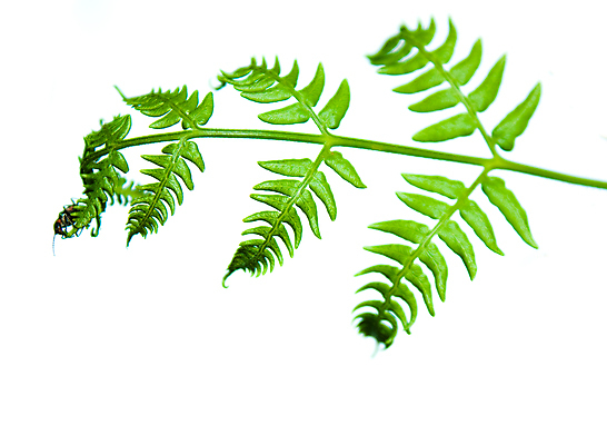 포토 JPG 해외이미지 식물 잎 자연 사람없음 초록색 여름 새싹 나뭇가지 신선 흰배경 고립 양치류 해외포토 나무 계절 컬러 백그라운드 흰색 생태계 파일형식 이미지허브