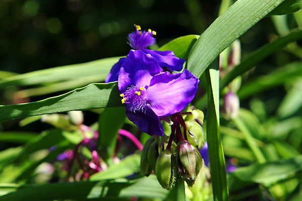 포토 JPG 해외이미지 모양 식물 공원 꽃잎 꽃 백그라운드 잎 자연 실내 사람없음 야외 초록색 여름 파란색 빛 컬러풀 정원 보라색 봄 들꽃 벚꽃 흰색 숲 그늘 묘사 고립 꽃수술 해외포토 계절 공공시설 컬러 내부 생태계 파일형식 이미지허브